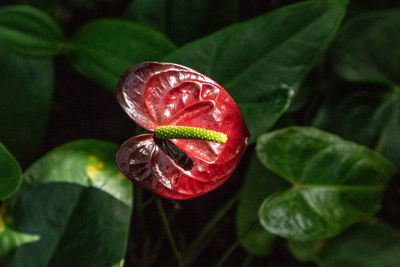 High angle view of strawberry growing on plant