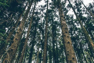 Low angle view of bamboo trees in forest