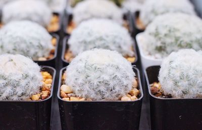 Close-up of ice cream in container