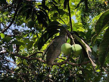 Low angle view of fruits growing on tree