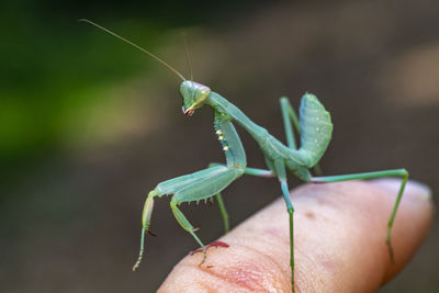 Close-up of insect on hand