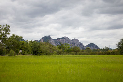 Scenic view of grassy field against sky