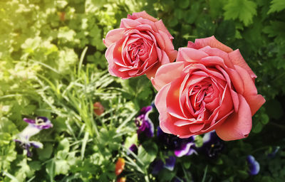 Close-up of pink rose