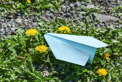 A paper airplane lies among dandelions on the grass