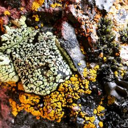 Full frame shot of lichen on tree