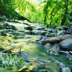 Stream flowing through forest