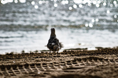 Bird on beach