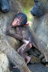 Baboons in a zoo