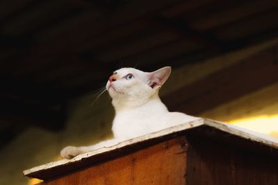 Low angle view of a cat looking away