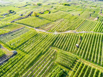 Scenic view of agricultural field