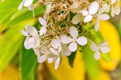 Close-up of cherry blossoms blooming outdoors