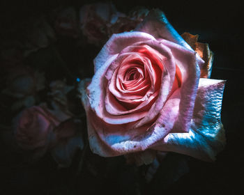 Close-up of rose roses