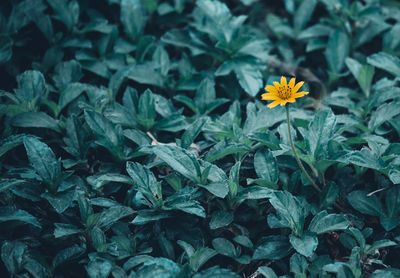 High angle view of yellow flowering plants