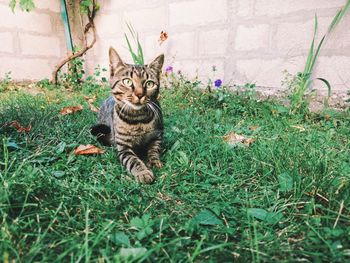 Portrait of tabby cat