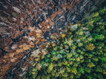 Aerial photo of a divided moorland into a lush green and a brown destroyed part
