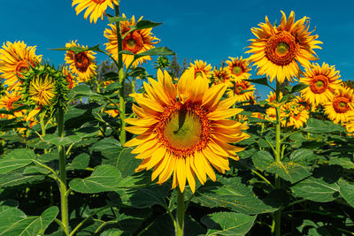 Close-up of yellow flowering plant