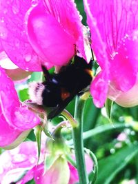 Close-up of bee on pink flower