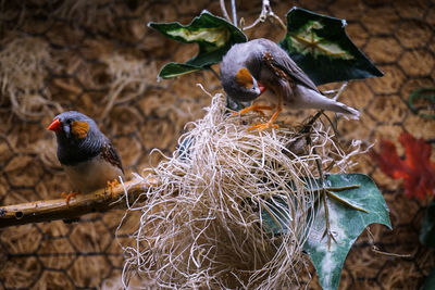 Close-up of birds perching