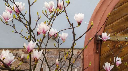 Close-up of pink flowering magnolia against pastel colored wall