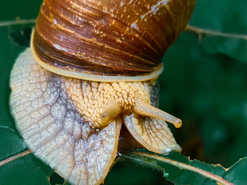 Close-up of snail on leaf