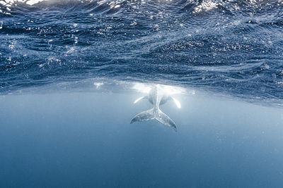 Mother and calf