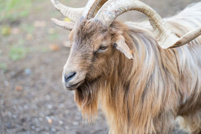 Close-up of a goat