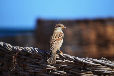 Close-up of bird perching on wood against clear sky