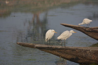 Close-up of birds perching on lake