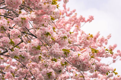 Close-up of pink cherry blossoms in spring