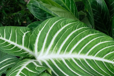 Close-up of green leaves