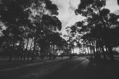 Road amidst trees in forest against sky