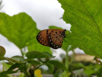 Close-up of butterfly on leaf