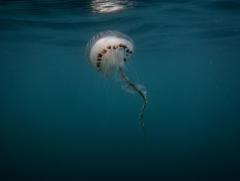 Close-up of jellyfish swimming in sea