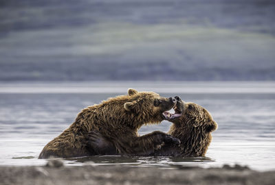 Grizzly bears fighting in lake