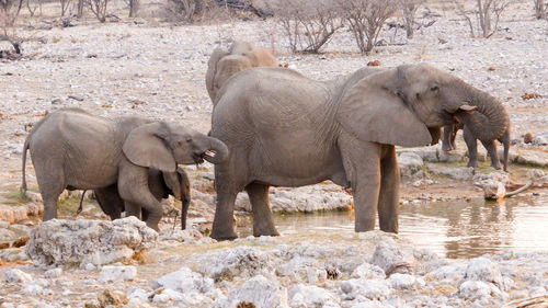 View of elephant drinking water