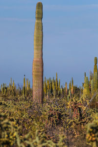 Cactus growing on field against sky