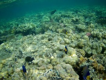 High angle view of fish swimming in sea