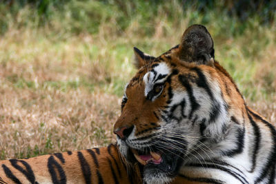 Close-up of a cat on land