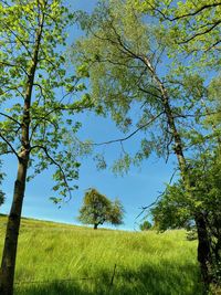 Trees on field against sky