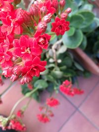 Close-up of red bougainvillea blooming outdoors