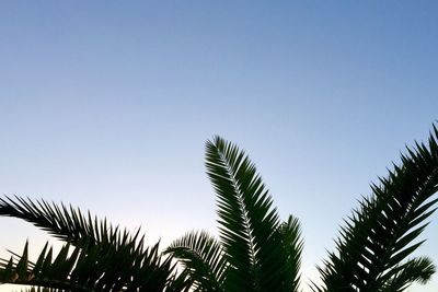 Low angle view of palm trees against clear blue sky