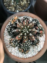 High angle view of succulent plant