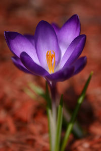 Close-up of purple flower