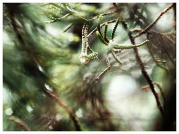 Close-up of leaves against blurred background