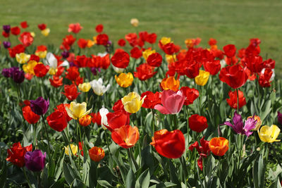 Close-up of red tulips