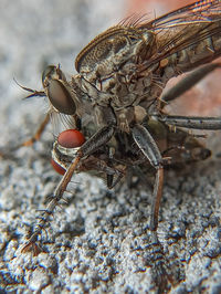 Close-up of insect