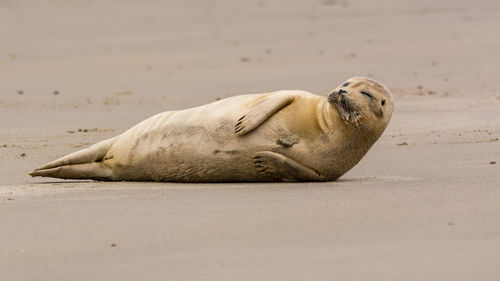 High angle view of lion resting on beach