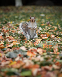 View of a cat on field during autumn