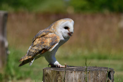 Portrait of a barn owl perched on a tree stump