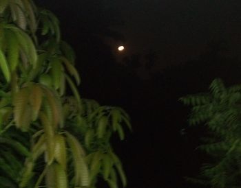 Close-up of plant against moon at night